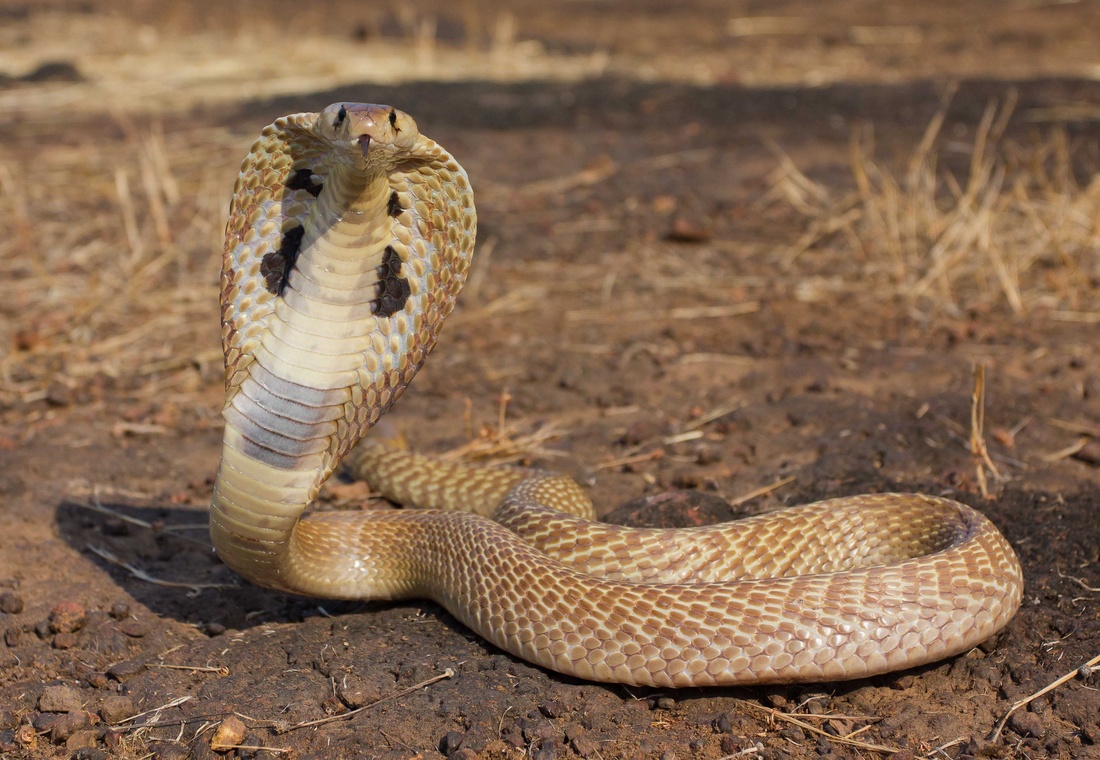 las 4 serpientes mas venenosas del mundo día a día