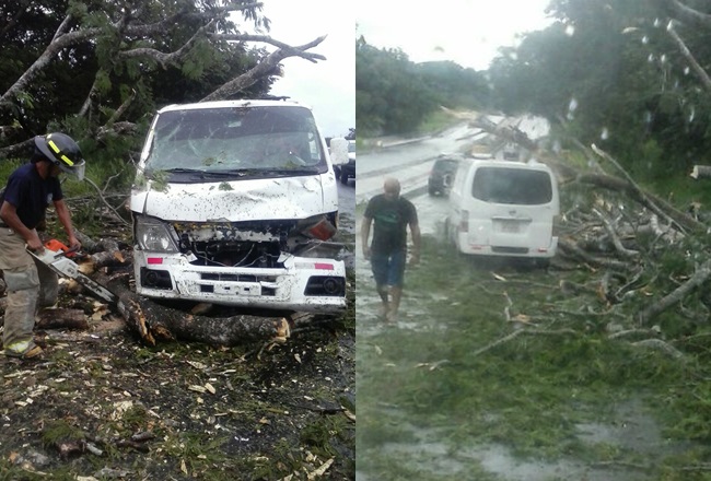 Árbol se desploma y cae sobre un vehículo en San Carlos Día a Día