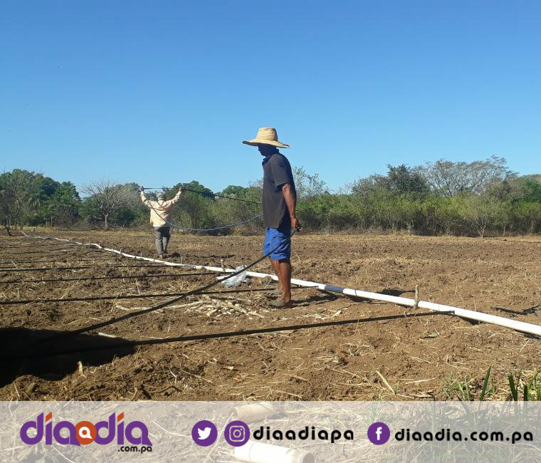 Productores De Sand A Siembran Caro Y Venden Muy Barata Sus Cosechas