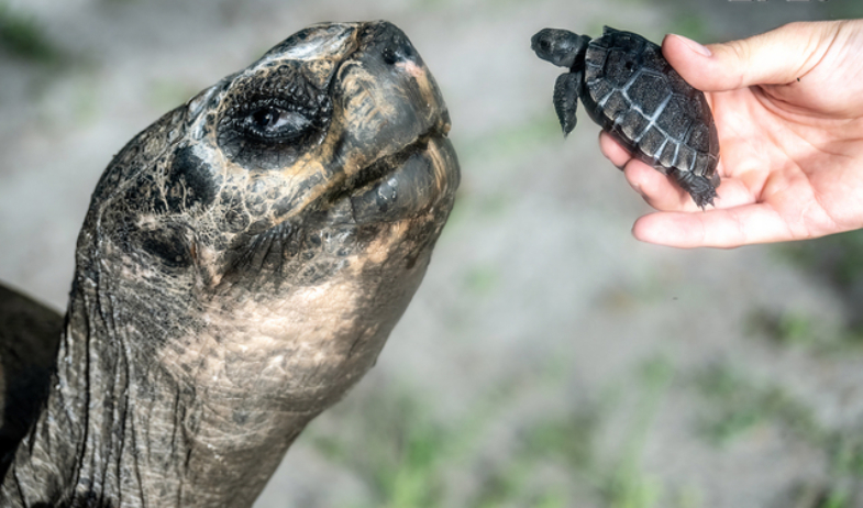 Goliat, la histórica tortuga de Galápagos, es padre por primera vez en su cumpleaños 134 