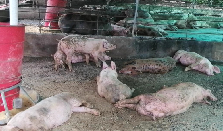 Productores aseguran que la porcinocultura está altamente regulada 