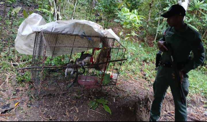 Policía Ambiental rescata doce monos en cautiverio en Penonomé 