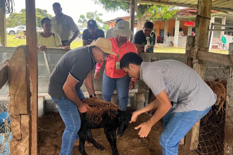 Desarrollan jornada de capacitación ovino-caprino en San Juan de Colón 
