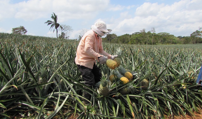 Investigarán el impacto de agroquímicos en ríos cercanos a plantaciones de piña 