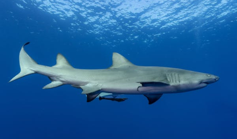 ¡Tengan cuidado! Tiburón ataca a surfista en playa Reina, Veraguas 