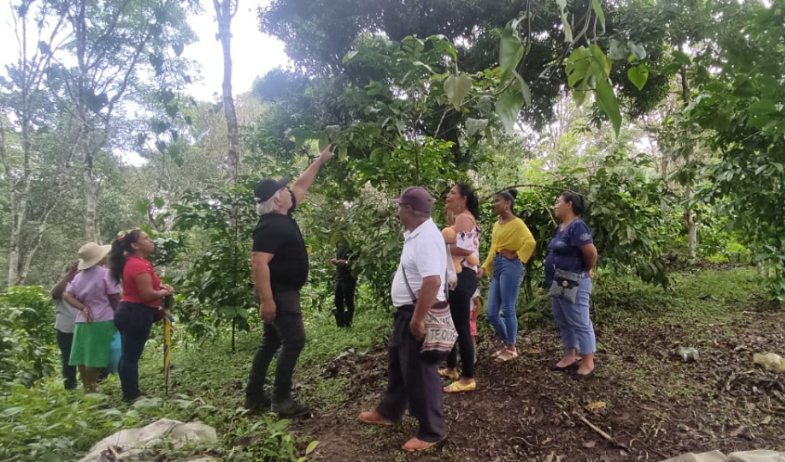 Crece interés en mejorar la producción del café robusta en Colón 