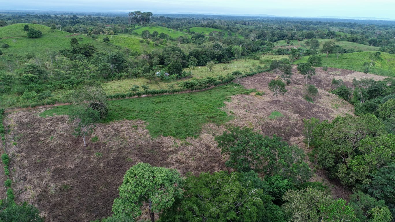 Deforestación, tala y comercio ilegal de madera amenaza bosques naturales en Darién 