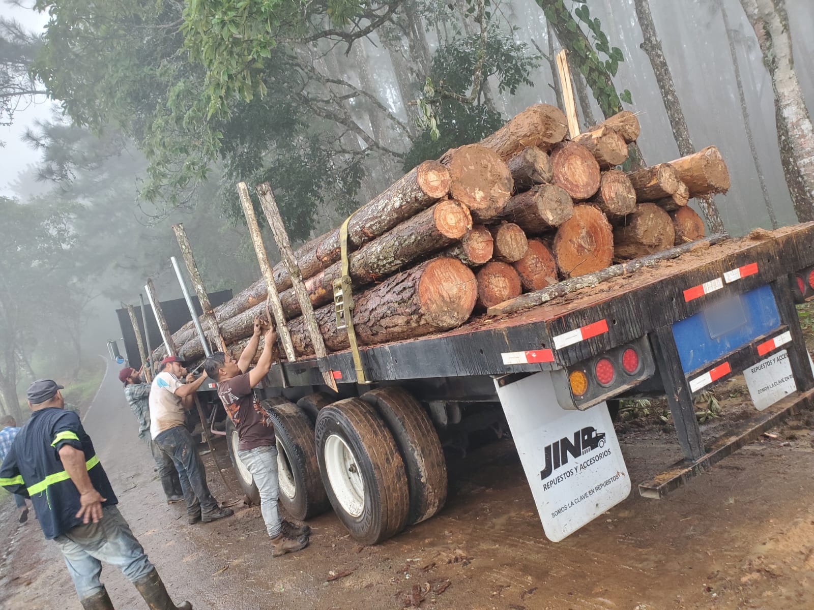 Aclaran sobre tala de árboles de Pino Caribe en área colindante a la Reserva Forestal de Montoso  