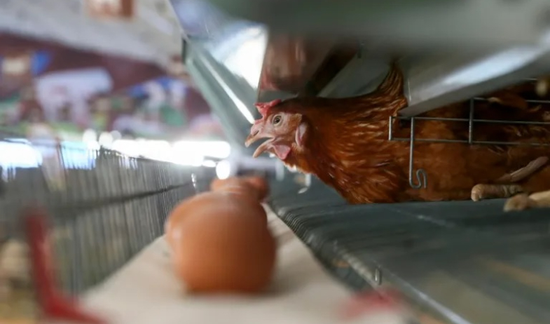 ¿Fue antes el huevo o la gallina? Un estudio científico suizo aclara la pregunta 