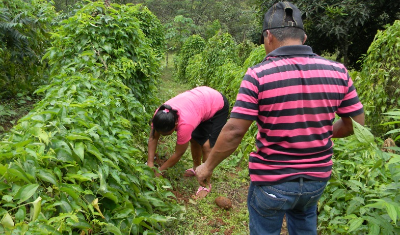 Rechazan modificaciones a ley del Instituto de Innovación Agropecuaria de Panamá  