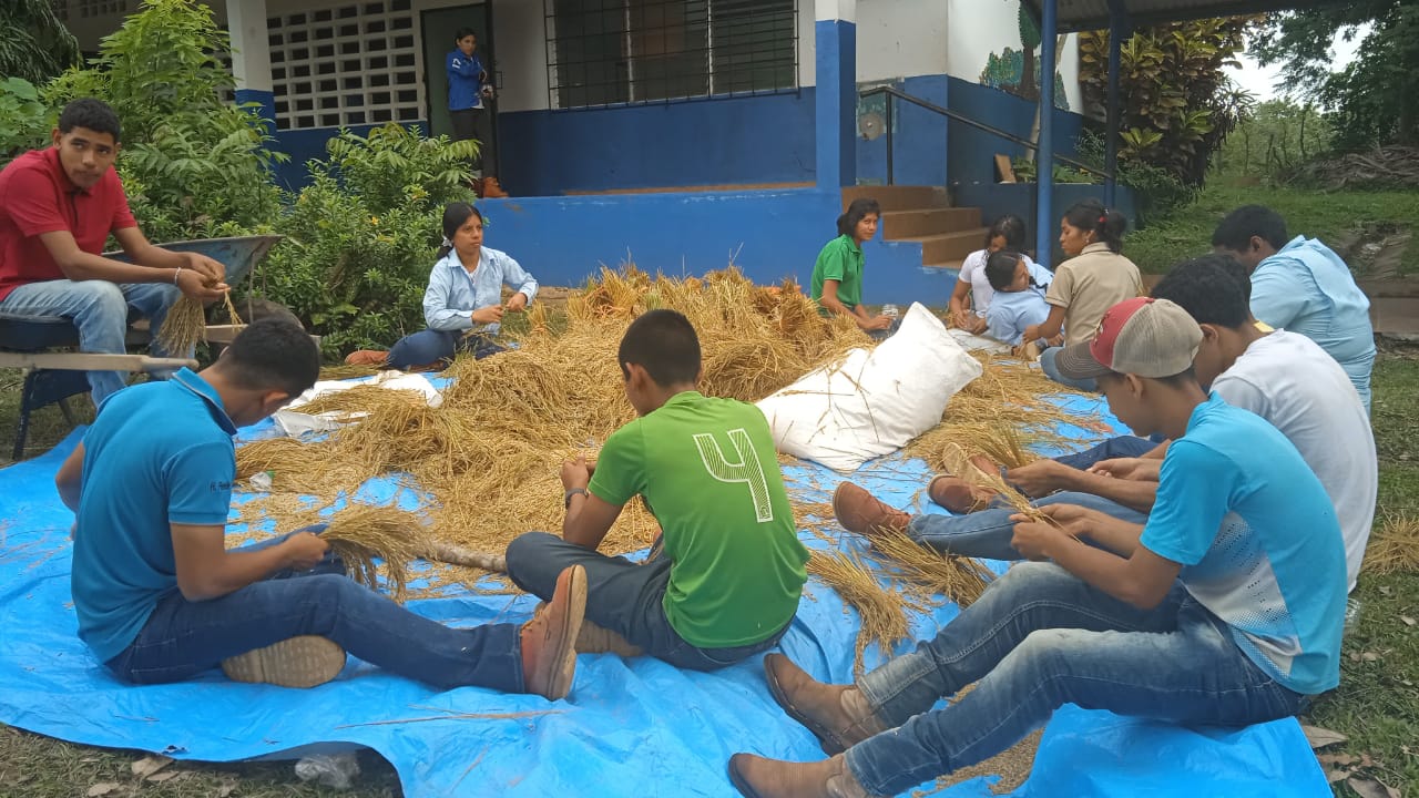 Alumnos cosechan arroz en el IPT de Capira 