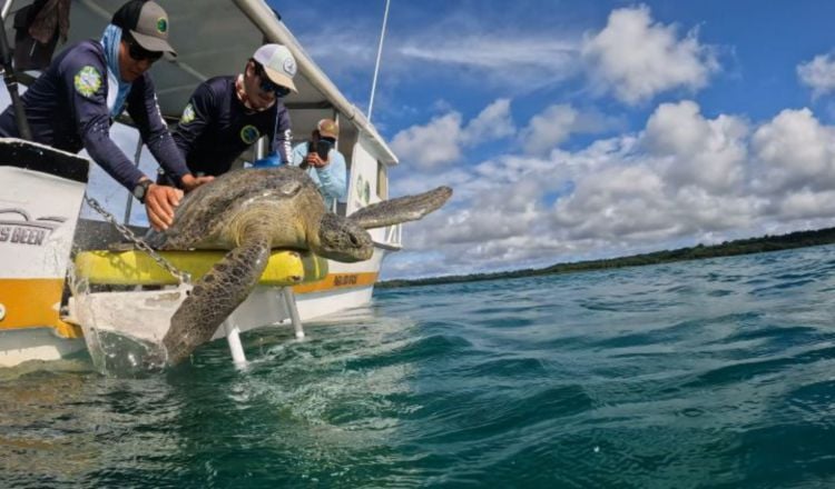 Una docena de transmisores satelitales persigue a tortugas y tiburones en Coiba 