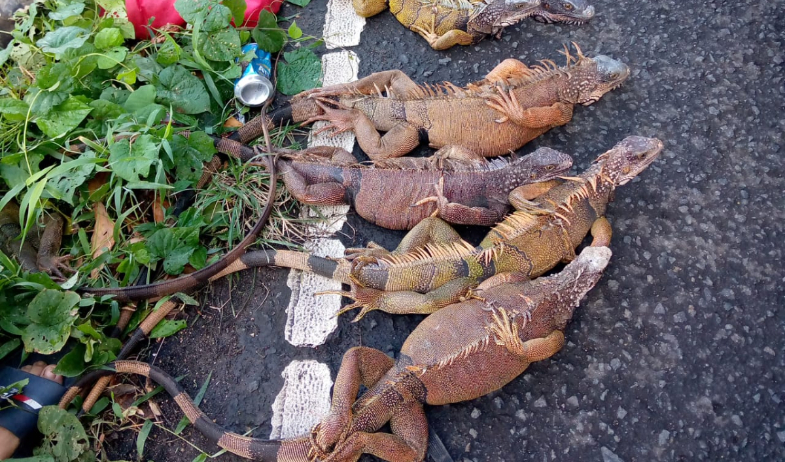 Refuerzan medidas contra la caza de iguanas en Colón durante la veda 2024-2025 