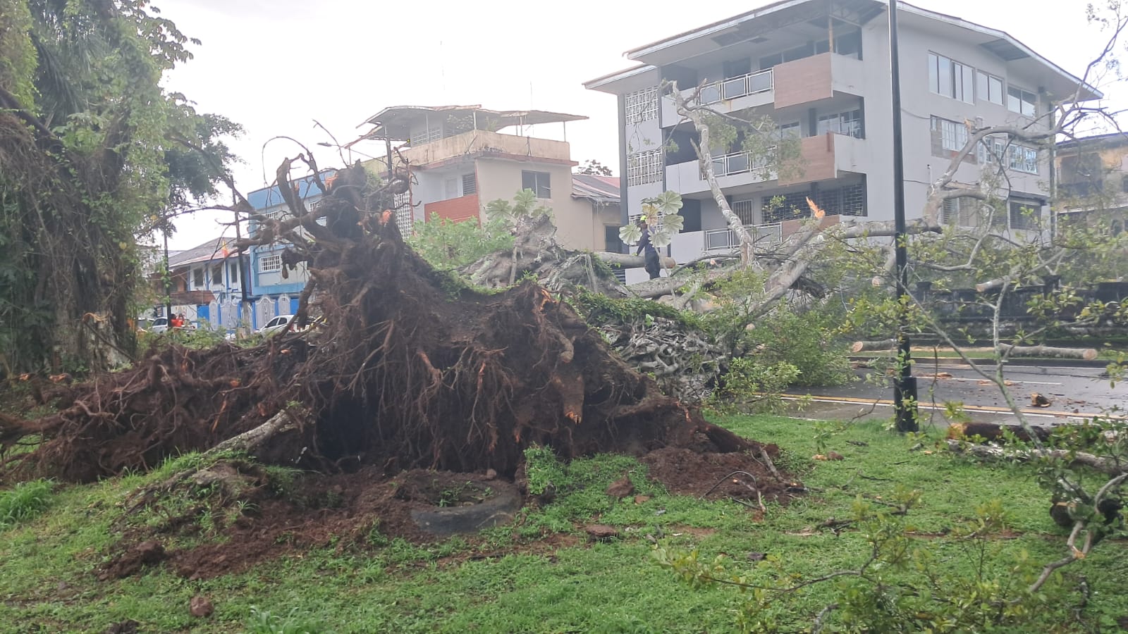 Enorme árbol cae en parque de Colón 