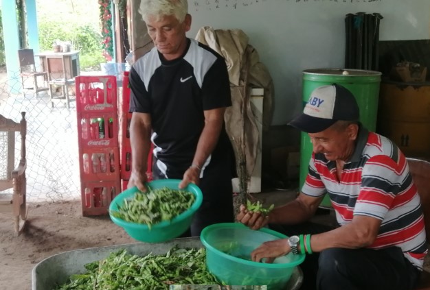 El guandú, esperanza de los moradores de Villa Rosa en la provincia de Herrera 