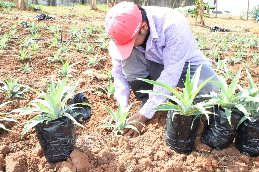 Productores de La Chorrera implementan cultivo in vitro de piña md2 para exportación 