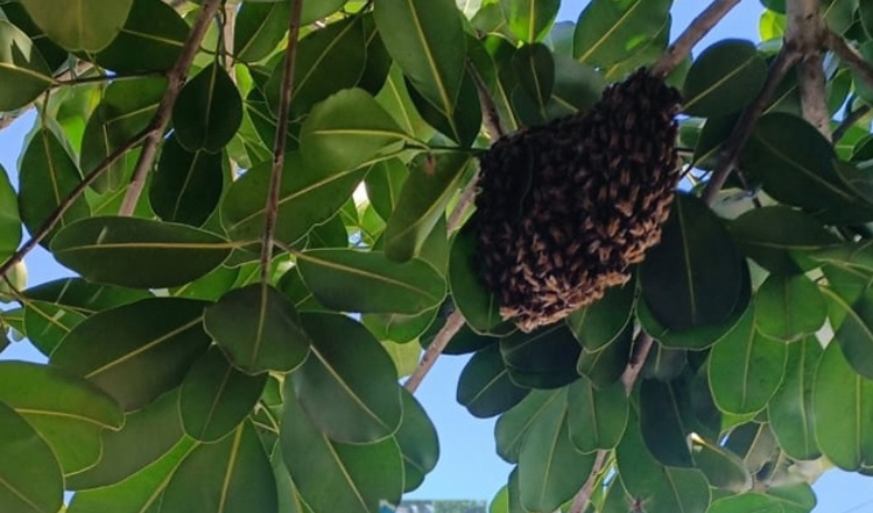 Presencia de abejas africanizadas atemoriza a carnavaleros en Ocú 