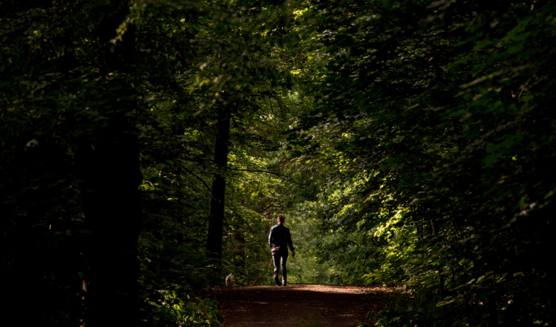 Pasar 20 minutos en el bosque reduce el estrés, según un estudio 