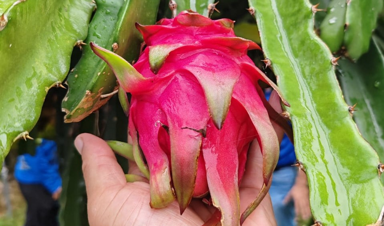 Supervisan plantaciones de pitahaya en Colón 