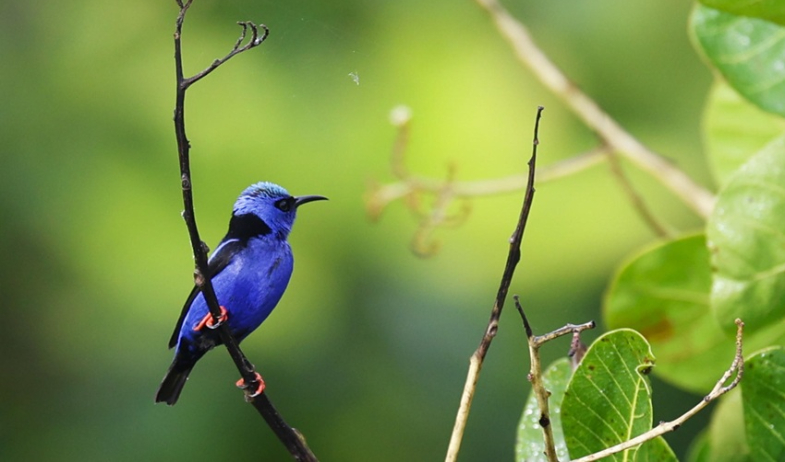 Panamá se consolida como destino para la observación de aves en el Global Big Day 
