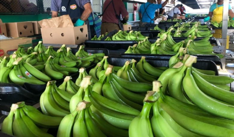 Gobierno retoma diálogo con SITRAIBANA en Changuinola para buscar salida al paro bananero 