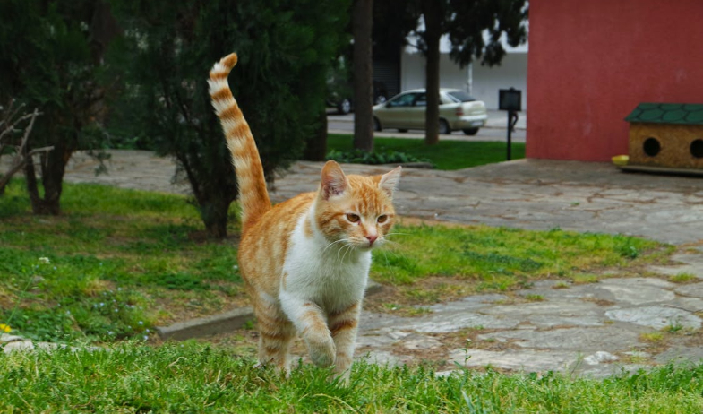 Una mutación única en los gatos explica su color naranja y su fama de ‘agentes del caos’ 