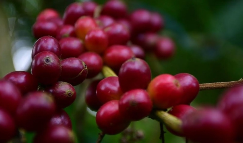 La Cosecha 2025: Panamá celebra un año más de producir el mejor café del mundo 
