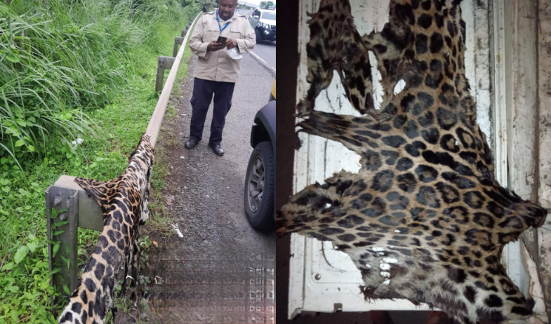 Encuentran restos de piel de jaguar en barandales de seguridad vial en La Chorrera 