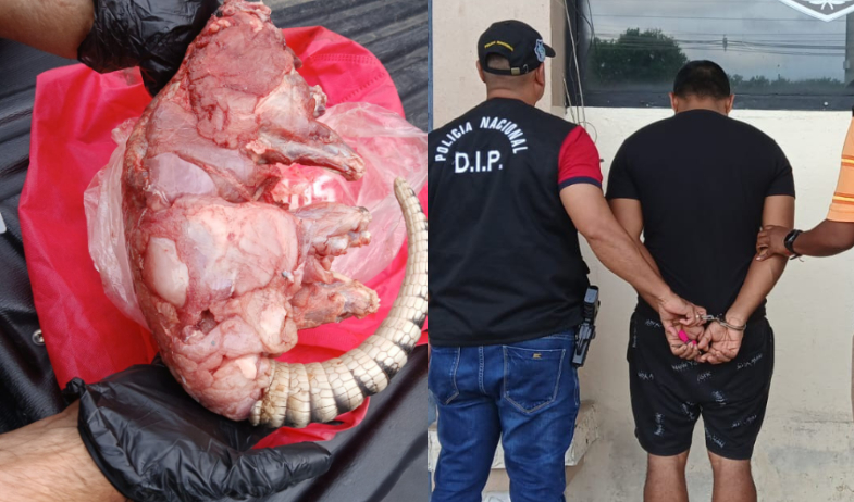 Aprehenden a ciudadano que vendía carne de armadillo por las redes sociales  