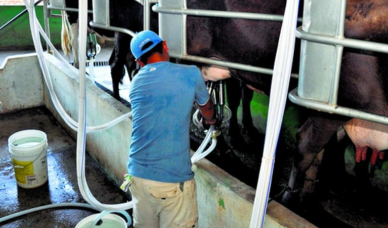 Productores reclaman medidas ante impacto económico por suspensión de compra de leche en Tonosí y Villa Lourdes 