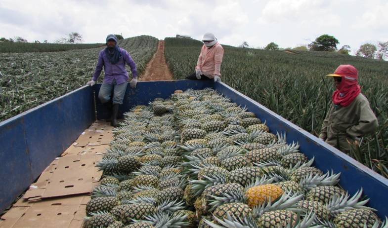 Alcaldía de La Chorrera solicita a Sectretaría del Ferrocarril incluir estación de carga para productos agrícolas 