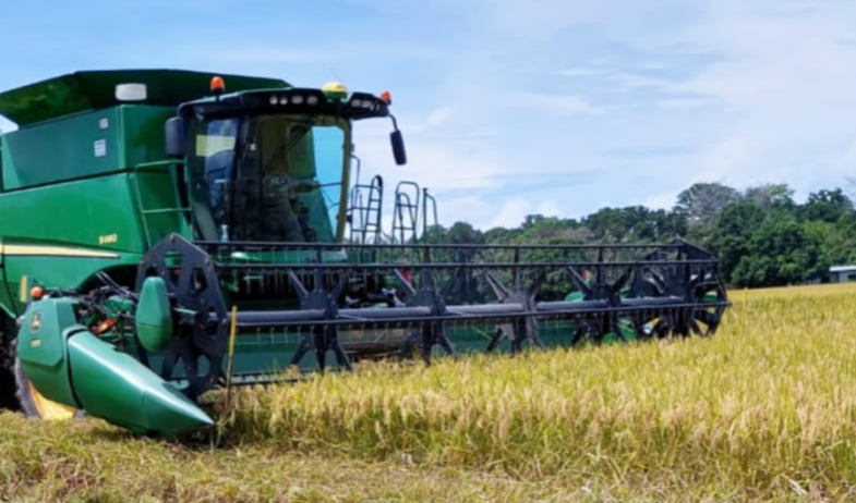 Productores de maíz inician nueva siembra mientras esperan pagos adeudados  