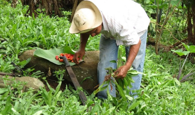 Plaga de gusanos ponen en riesgo la producción de culantro en Panamá Oeste  