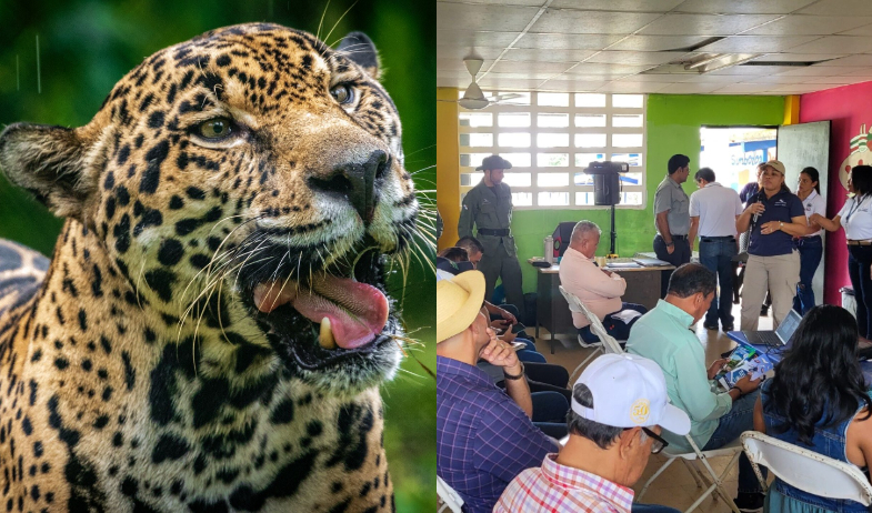 Ganaderos de Colón buscan soluciones ante ataques de jaguares al ganado 