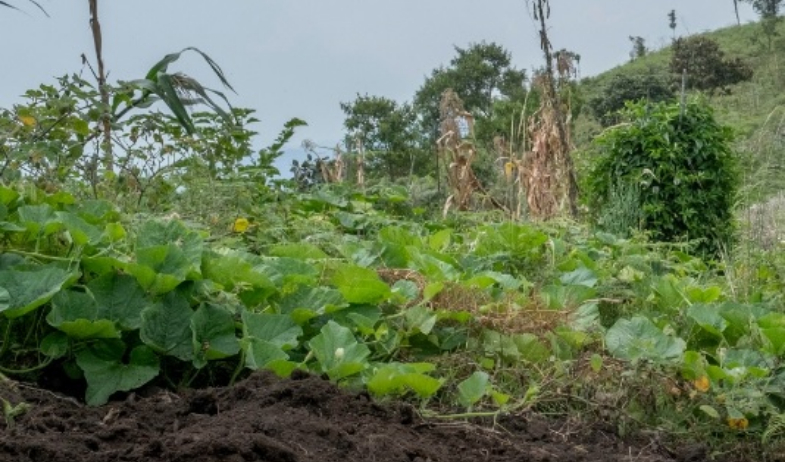 El PMA y la Cooperación Española lanzan iniciativa para mejorar alimentación en el Darién 