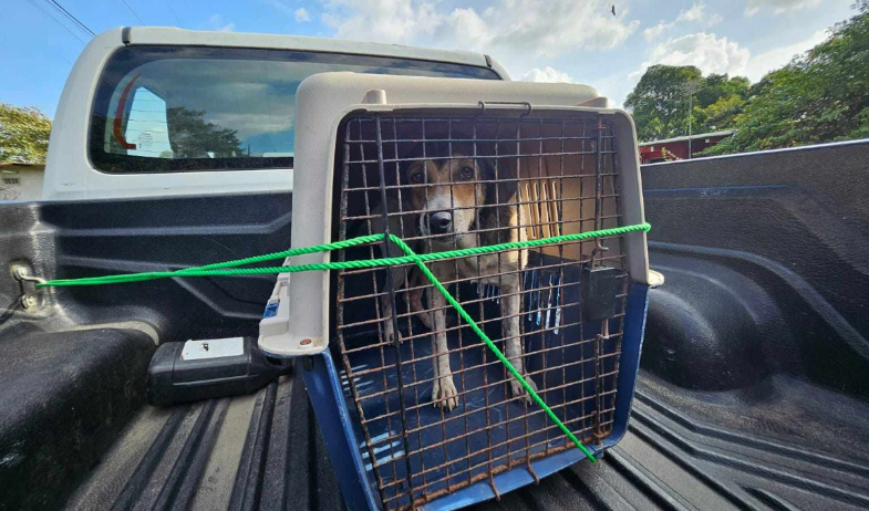 Tribunal mantiene detención a hombre por infringir una muerte cruel a un perro en La Chorrera 