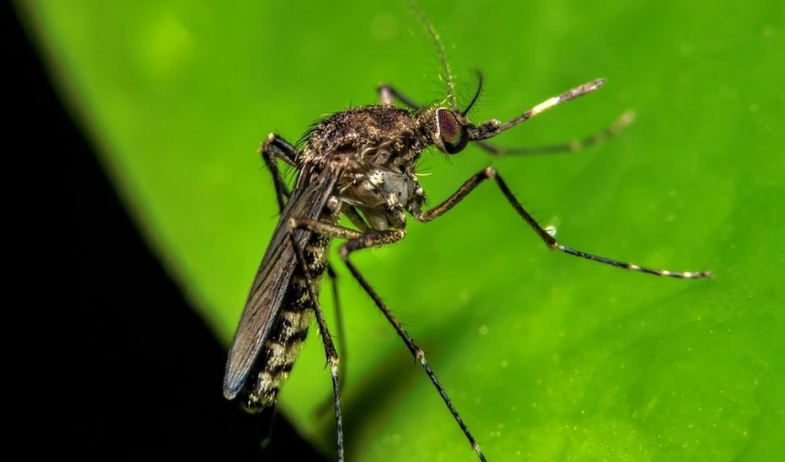 En Panamá se registran más de 600 casos del virus  de Oropouche en este 2025  