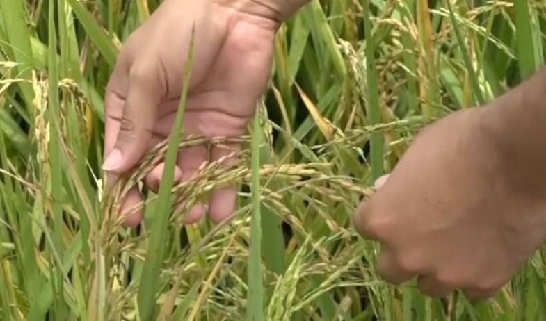 Confirman apoyo rápido al sector arrocero 