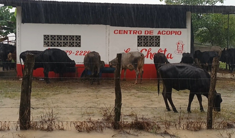 Mariato sufre severas pérdidas agrícolas tras el paso del huracán Melissa 