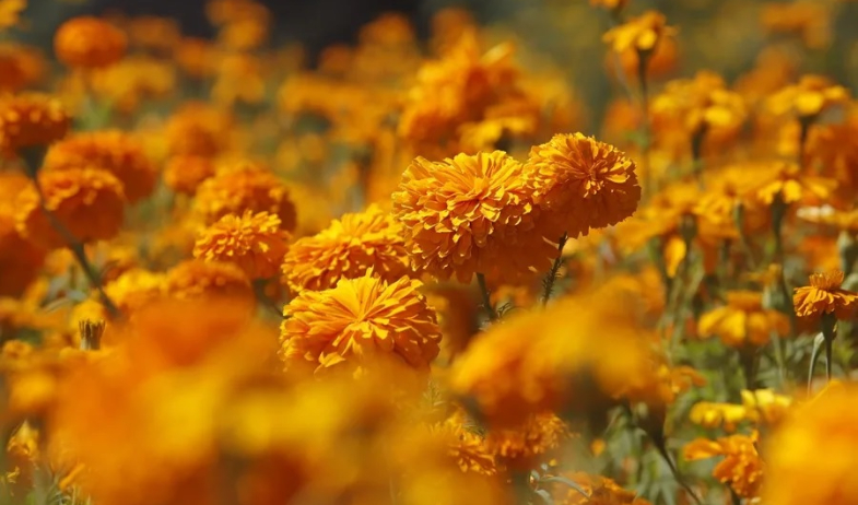 Cempasúchil, la flor mexicana que guía a las almas de los muertos de vuelta a sus hogares 