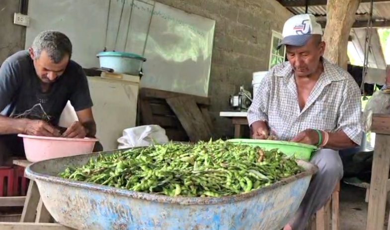Productores de guandú en Herrera listos para la comercialización del grano de fin de año 