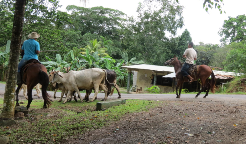 Lanzamiento de guía digital para traslado de ganado 