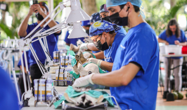 'Misión Patitas' supera las 2 mil esterilizaciones de mascotas en Coclé 