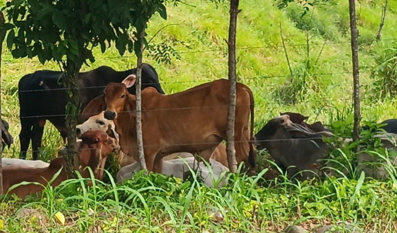 Cuatreros se infiltran en Mariato haciéndose pasar por compradores para robar reses  