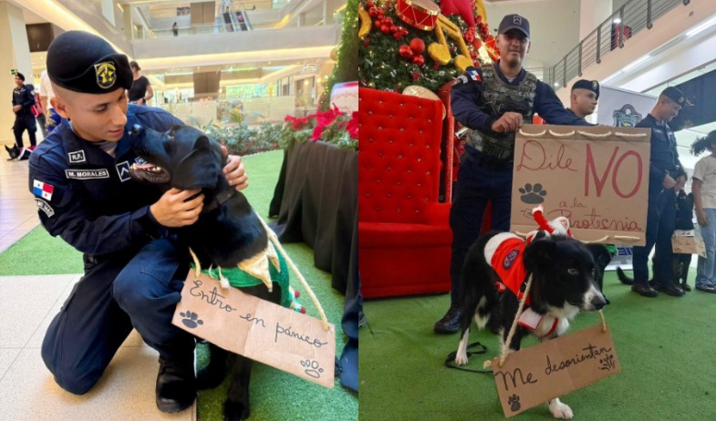 Autoridades advierten sobre los riesgos de la pirotecnia para las mascotas  