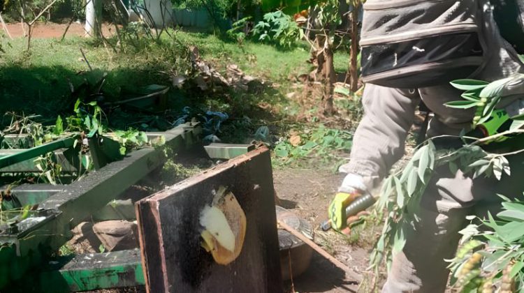 Más de 7,500 incidentes con abejas africanizadas fueron atendidos por los bomberos en todo el país 