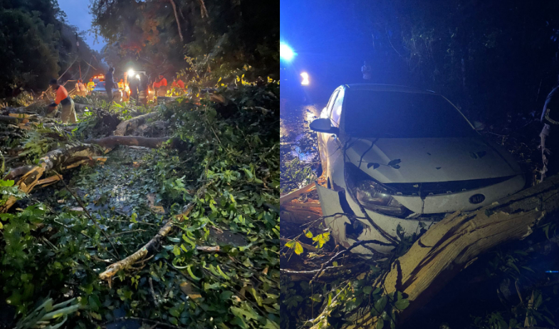 Caída de árboles afecta el tránsito y deja comunidades sin energía en Costa Arriba 