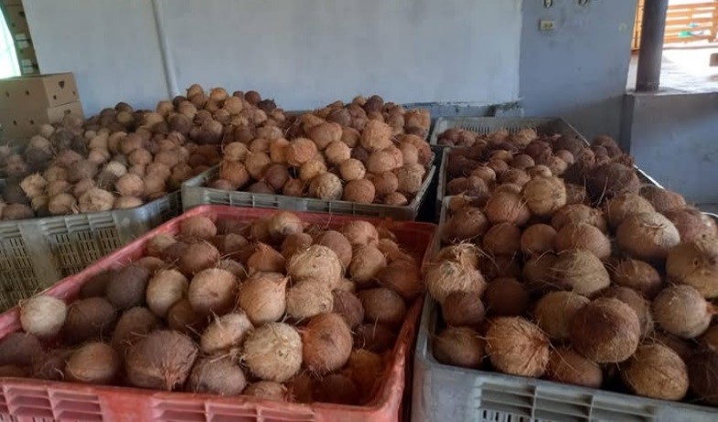 Implementan programa para incrementar la producción del coco en Colón 