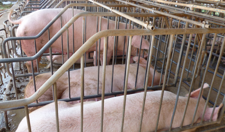 Productores porcinos alertan impacto del TLC con EE.UU. en la producción nacional 