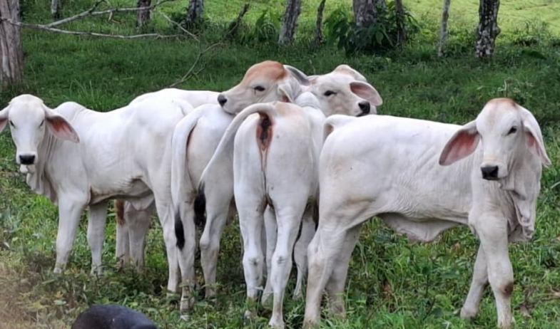 Programa 'Un mejor semental' impulsa la ganadería en la provincia de Colón 